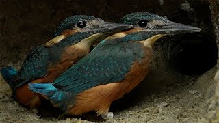 Kingfisher Dad Gets Chicks to Fly | 4K | Discover Wildlife | Robert E Fuller