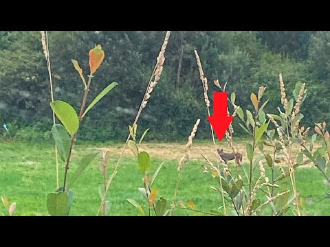 Graban a un lobo junto a las casas de un pueblo gallego después de que un perro apareciese devorado