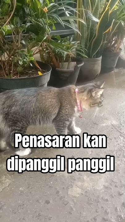 kucing anggora nyamperin tuan #cat #kucingbelangtiga #kucinganggoralucudanimut