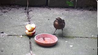 Amseliese lässt sich Rosinen schmecken