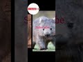 “Yeh Chhota Sa Animal Jo Karega… Aap Believe Nahi Karoge! 😱🐾” #episode23 #animals