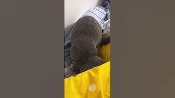 Why did he run like that？