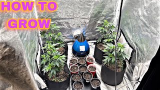 How to grow cannabis/ update