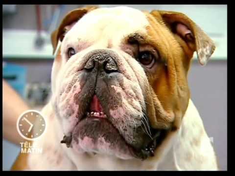 Vidéo: Comment faire des aliments pour chiens sans grains