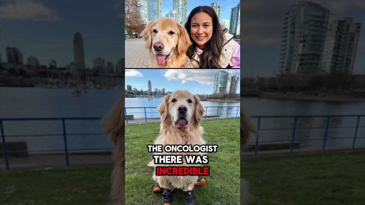 🚨 KING BUDDY UPDATE - PART 1 🚨🐾A lot has changed behind the scenes in Buddy’s cancer fight. #dog