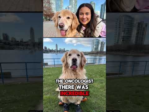 🚨 KING BUDDY UPDATE - PART 1 🚨🐾A lot has changed behind the scenes in Buddy’s cancer fight. #dog