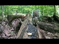 Saturday Morning Cartoons for Pets - 10 Hours of Forest Squirrels - Aug 6, 2022