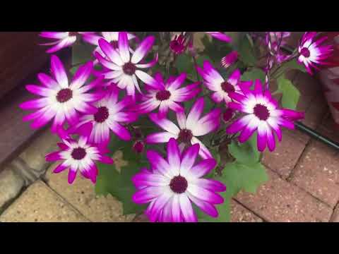 My Plants 🪴 [Probably Not ASMR But I’m Whispering Anyway ASMR]