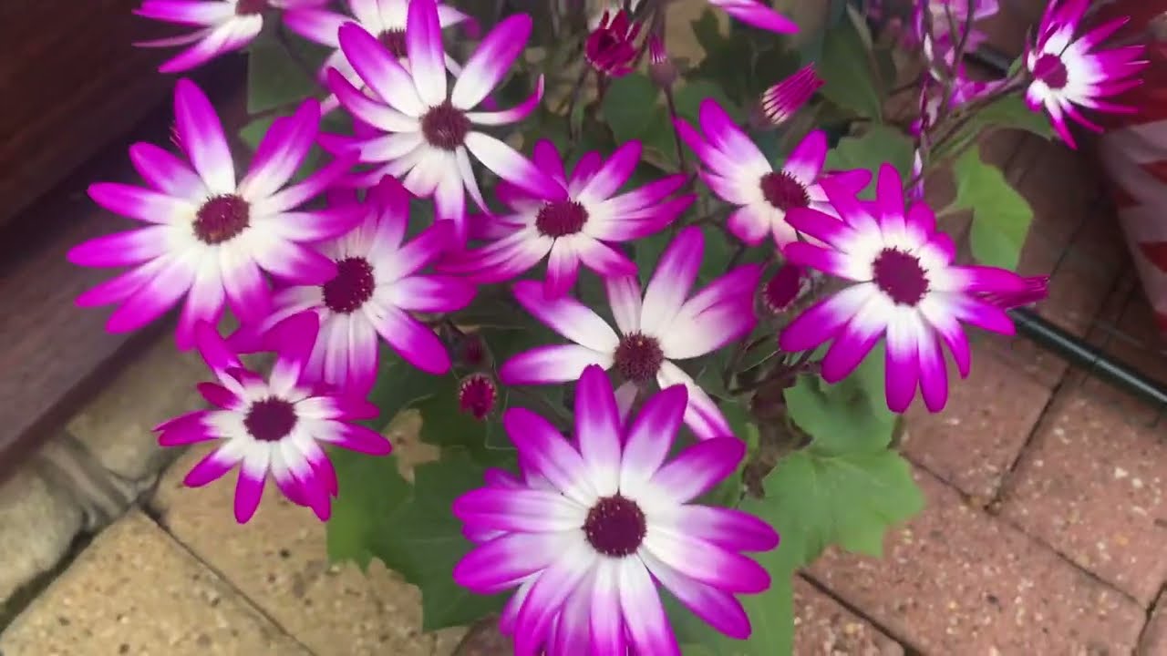 My Plants 🪴 [Probably Not ASMR But I’m Whispering Anyway ASMR]