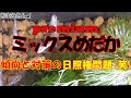【メダカ 飼育】premiumミックスめだか～陽当りに格差有り