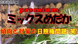 【メダカ 飼育】premiumミックスめだか～陽当りに格差有り