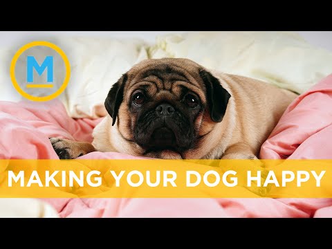 Is it safe to interact with my dog during self-isolation? | Your Morning