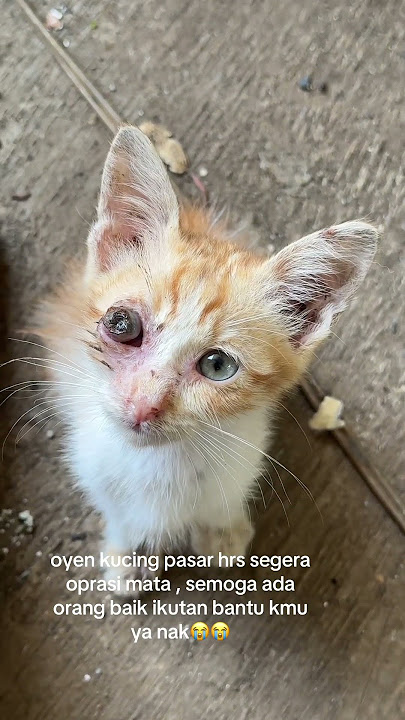 ada yang mau bantu 20rb pun nggak papa jika banyak yang bantu bisa ke bca 0374934054 a/n sarmin