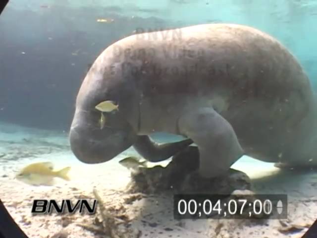 Manatees at the Three Sisters Spring in Crystal River Florida. March 2007 Part 3 of 5