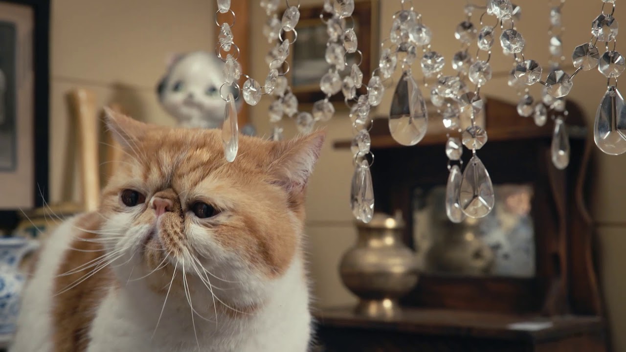 IAMS® Presents Senior Cats Go Antiquing YouTube