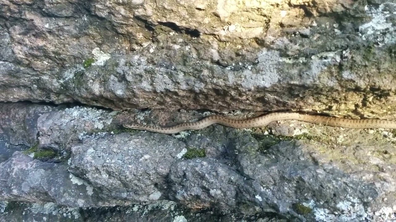 Schlingnatter (Coronella austriaca) - Glattnatter