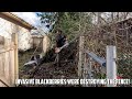 HORRIFIC Side Yard Get&#39;s CLEARED-UP! Clearing Overgrown Blackberries | Stihl FS-460C #satisfying