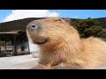КАПИБАРА FUNNY CAPYBARA КАПИБАРА FUNNY CAPYBARA