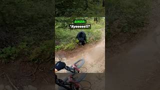 Biker Suddenly Runs Into a Black Bear on the Path 😱