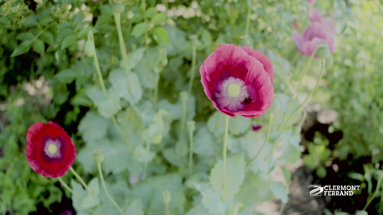 La gestion différenciée des espaces verts à Clermont-Ferrand
