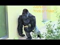 シャバーニ家族のハロウィン 371 Shabani Family  Halloween