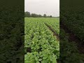 1 mahine ki rvs1135 soyabean