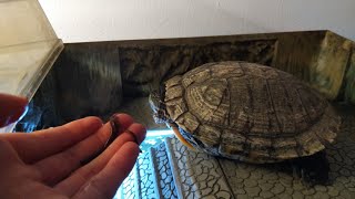 How to gain the trust of your red ear slider turtle