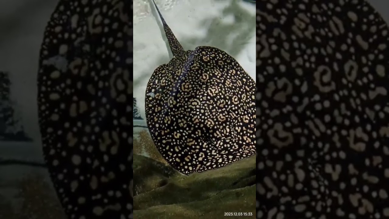 Ocellate River Stingray
