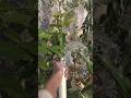 bringing new plants 🌱🌱...#subscribe #vlog #like #trending #shots #video