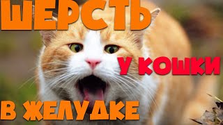 Как вывести шерсть из желудка кошки? | Что делать если у кошки в желудке накопилась шерсть?