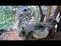 Исполинский лесной козодой / Nyctibius grandis (озвучка Enot&Sova)
