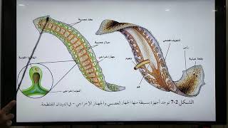 الديدان المفلطحة