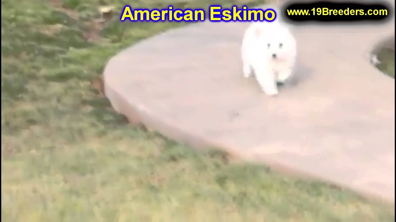 American Eskimo, Puppies, For, Sale, In, Boise City, Idaho, ID, Rexburg