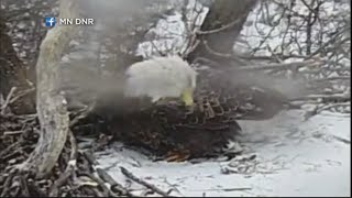 Mother Eagle ON DNR Eagle Cam Finally Lays Egg
