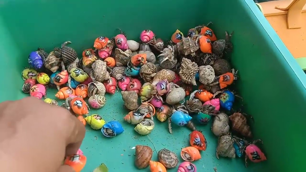 SERU SEKALI...!!! Mencari ikan buntal dan kerang di laut, kelomang, ikan laut, belut, lobster