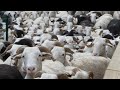 Moutons du soir en Pays Toy. Sheep in the evening - Vidéo Maggy V-B