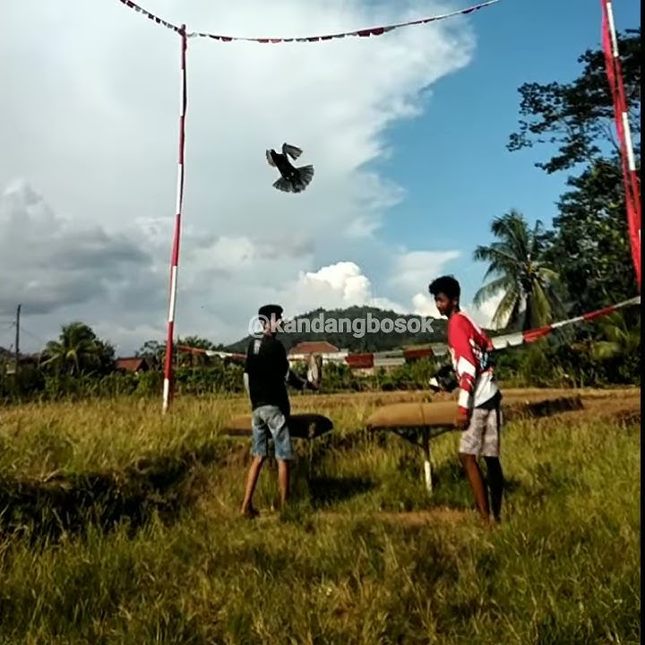 joki merpati lucu