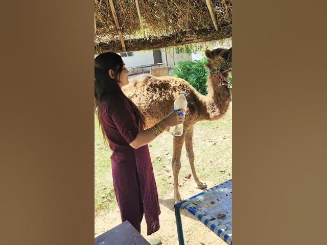 Nanhe Jaisalmer🤗🤗#youtubeshorts #jaisalmercity #instagram @csountiyal