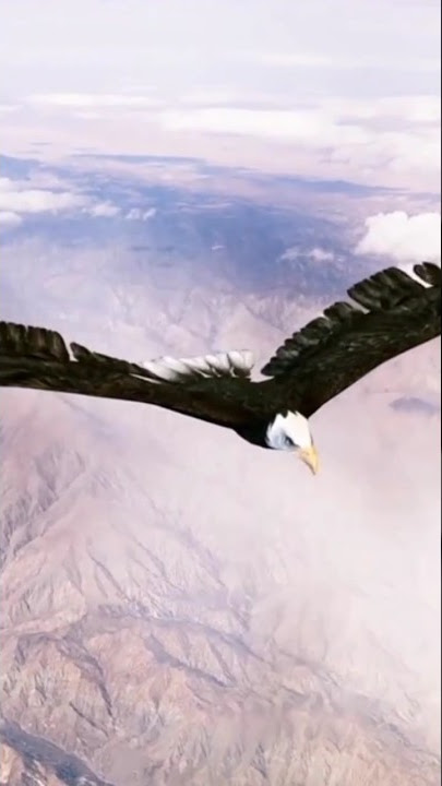 Burung Elang terbang sangat tinggi. #animals ##shorts #viral #shortvideo #youtubeshorts