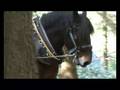 About Forestry Management - Horse Logging/ Conservation