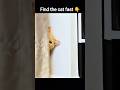 Find The Hidden Cat in 3 Seconds 😳🐱… 99% Fail! 🔥 #shorts #cats #3seconds #hidden #meme #fyyy
