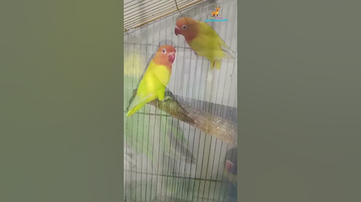 Lovebird ❤️|TRYING TO BURST THIS JUMPING JHAPAK BALL 😤 #shorts #lovebirds