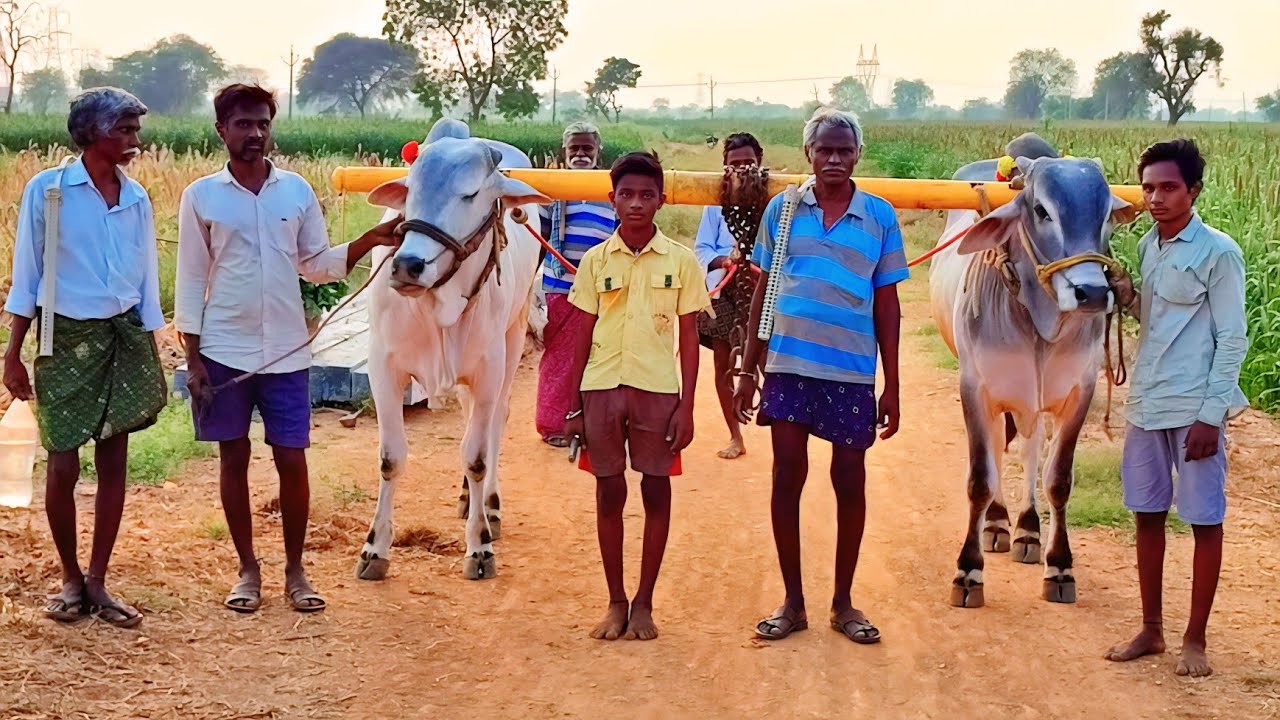 9959463836 కశెట్టి.ఓబయ్య గారి,4పల్ల కోడెల బేటా,యాపరాలపల్లె,మైదుకూరు మండలం,కడప జిల్లా 