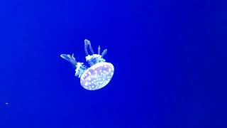 Jellyfish - Ripley's Aquarium of Canada