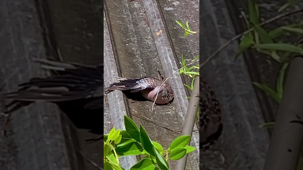 Sun Bathing 🌞  - Spotted Dove Bird / Alu Kobeiya 