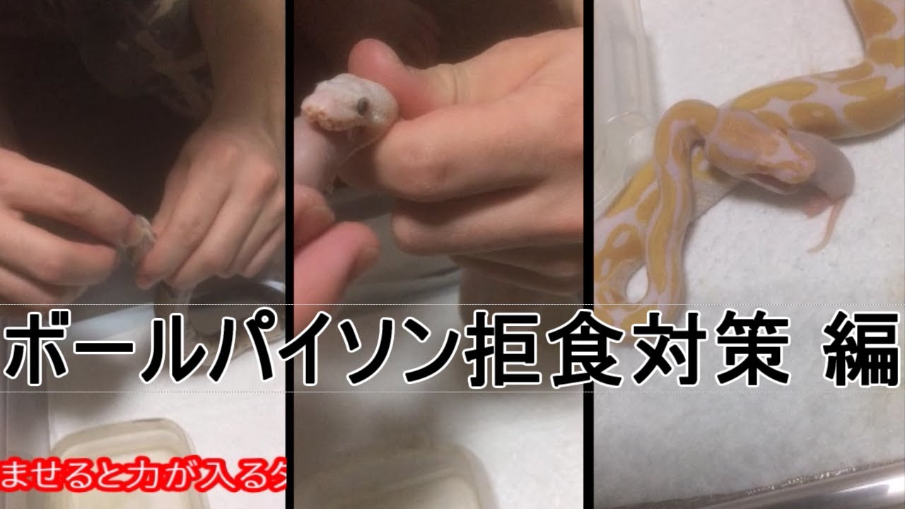 飼い方編 ボールパイソン拒食 Youtube