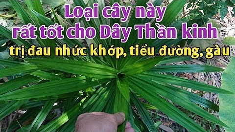 Loại cây tốt cho dây thần kinh, ổn định tiểu đường, trị Đau nhức xương khớp,trị gàu.PHAN HẢI Channel