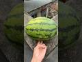 Oddly Satisfying Watermelon Cutting ASMR 🍉”