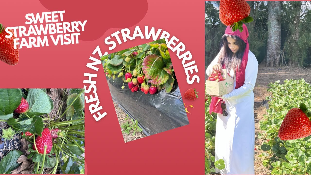 Our First Strawberry Picking 2026#viralvideo #strwberryhq #newzealandlife 