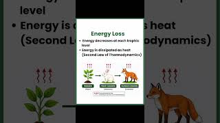 Energy Flow in an Ecosystem Explained | UGC NET EVS | MSc Environmental Science